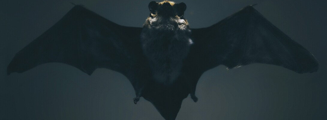 Bat Shit Crazy or Business Genius?