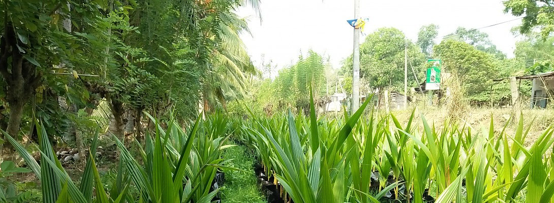 sri Lankan coconut business