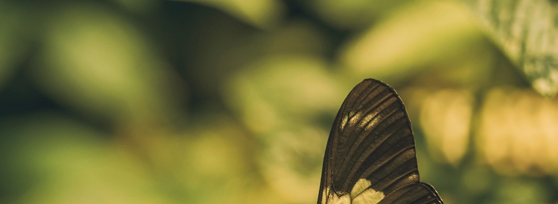 Change or Transition