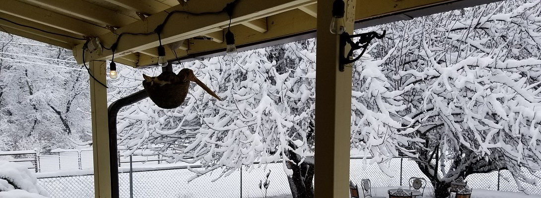 My first little blog : this is snow in Arizona!