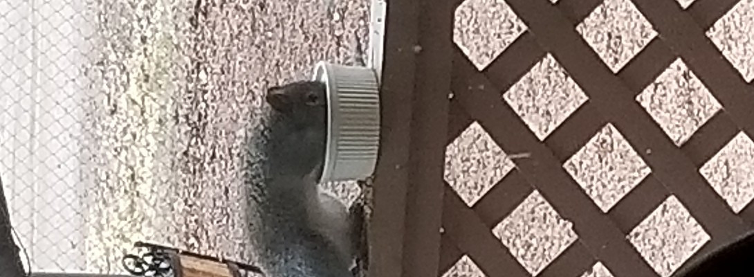 My argument with the porch squirrel - and ANSWER is 37.7 years av. age