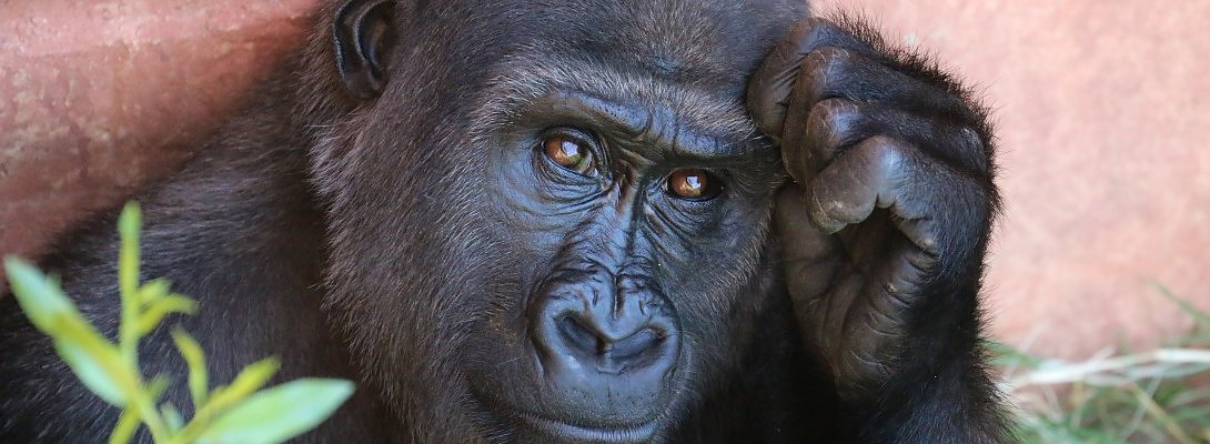 Life without Challenges is a lie!