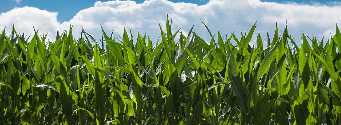 If You Build It, They Will Come! Uhm, Really?