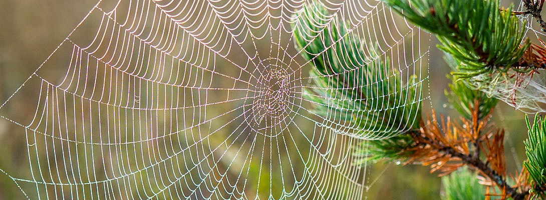 Wow My WA Platform Network Has Reached 500 People Today