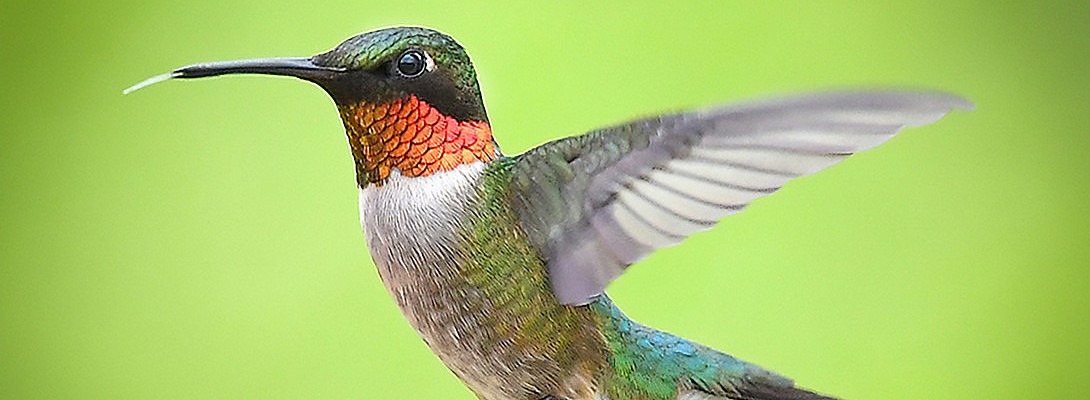 Keyword Research - The Hummingbird Effect