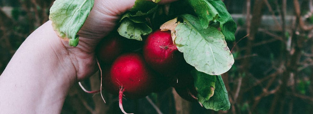 Night Of The Radishes