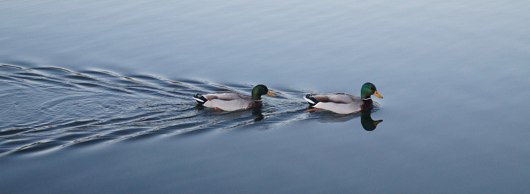 Getting My Ducks In Order