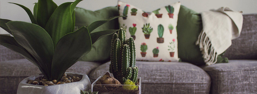 Getting Green - Why You NEED Plants!