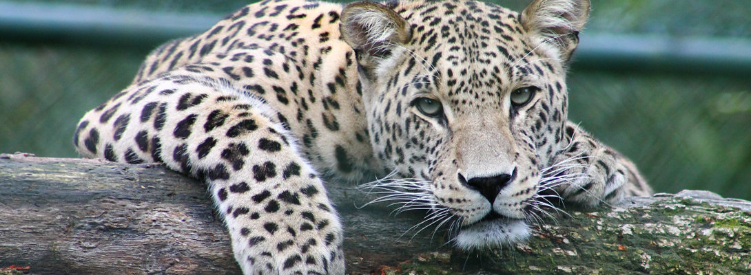 Progress so far at WA