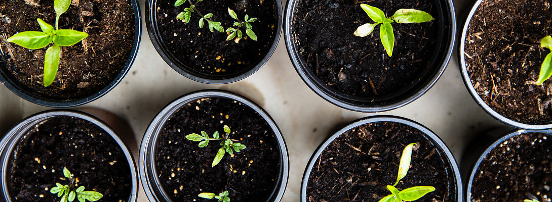 Where Are You in the Growing Process