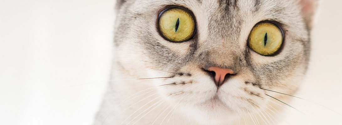 Strange index & Site Health