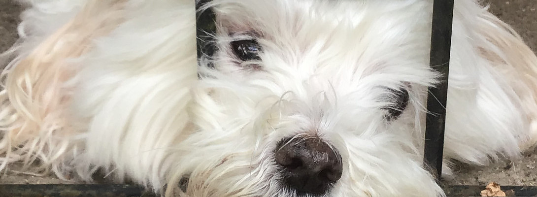 The Cautious Shopper