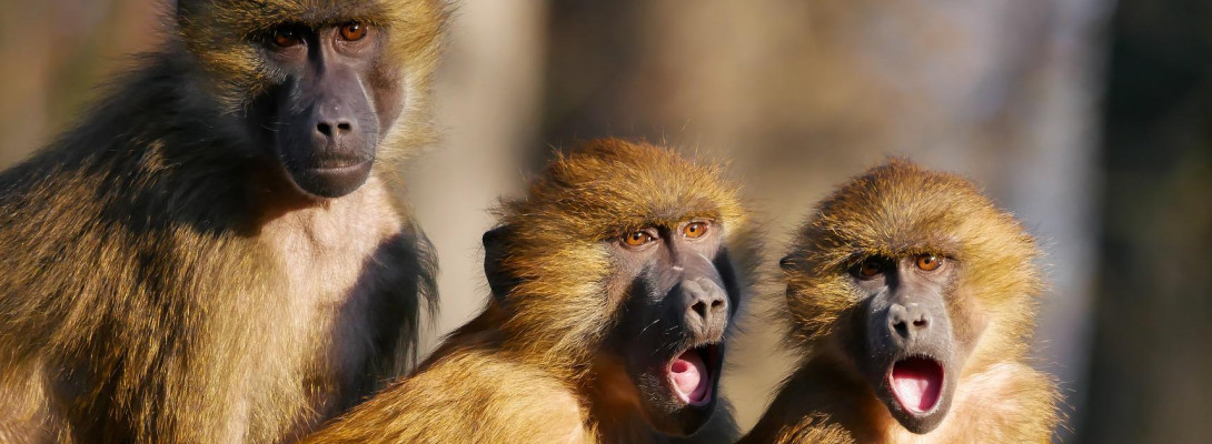 Inflation Busting Mega-Deal!