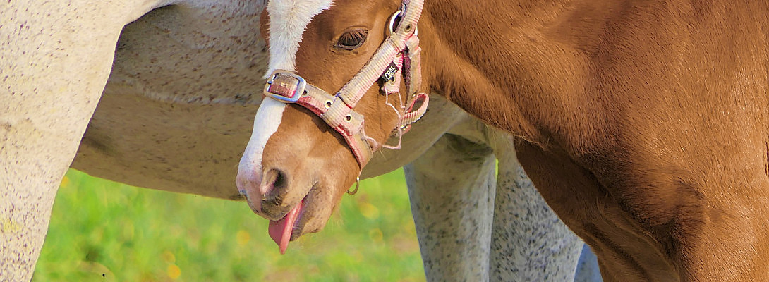 Language barrier cheat sheet