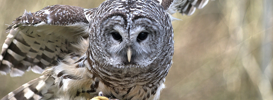 A Couple of Wise Motivational Sayings.