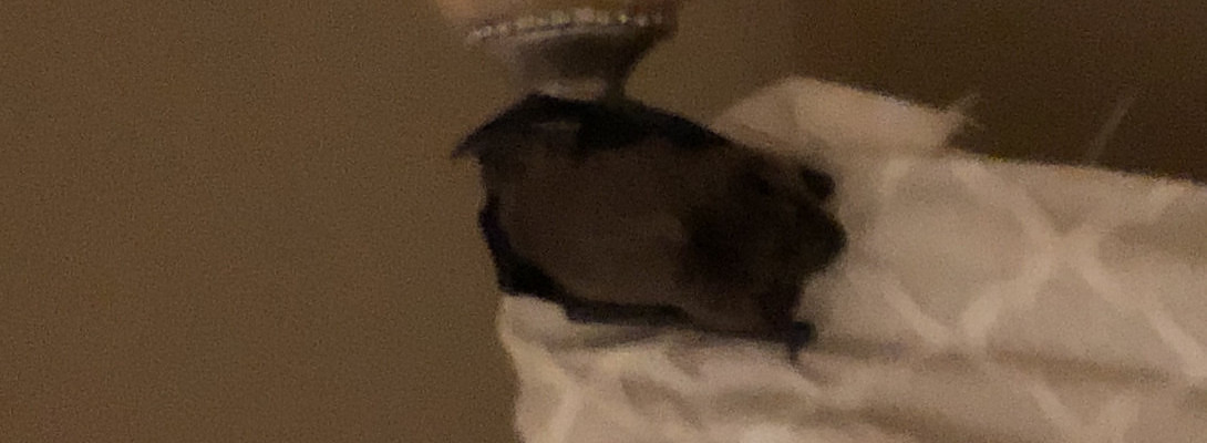Theres a bat in my living room