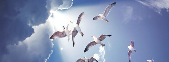 A daily dose of Wisdom