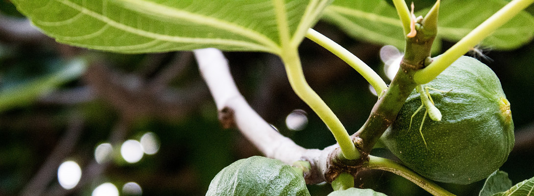 Epictetus Once Said.