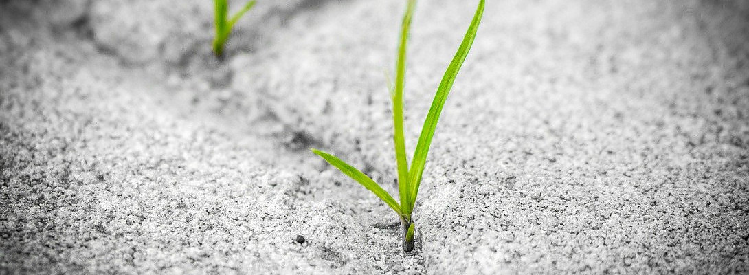 Story of The Weed - Tale of Inspiration