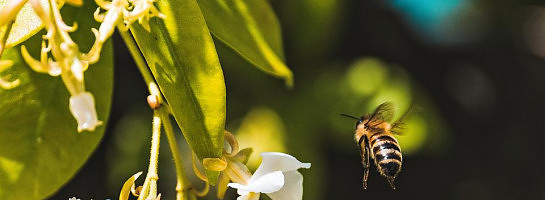To Be or Not To Be? Be a Busy Bee if You Want to Succeed