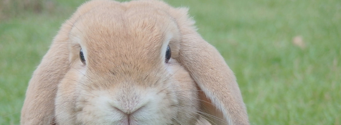 Rabbit Hole writing is why I need a process or system to stay focused to ultimately complete my goal