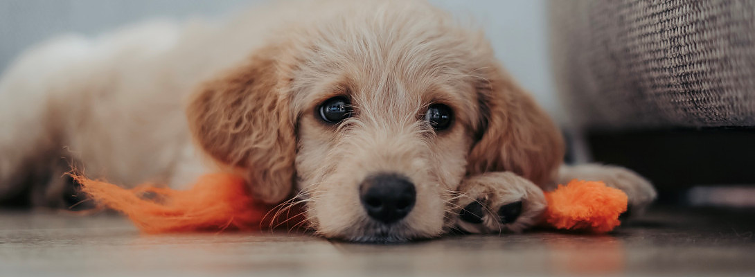 Themes – The Important Underdog