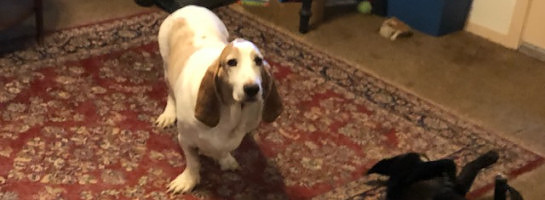 Cooper and Kimber with the Opossum.