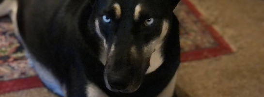 Kimber gone to new adopters!