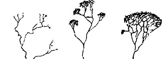 Diversification of Niches Through Blog Content: "Raid Methodology"