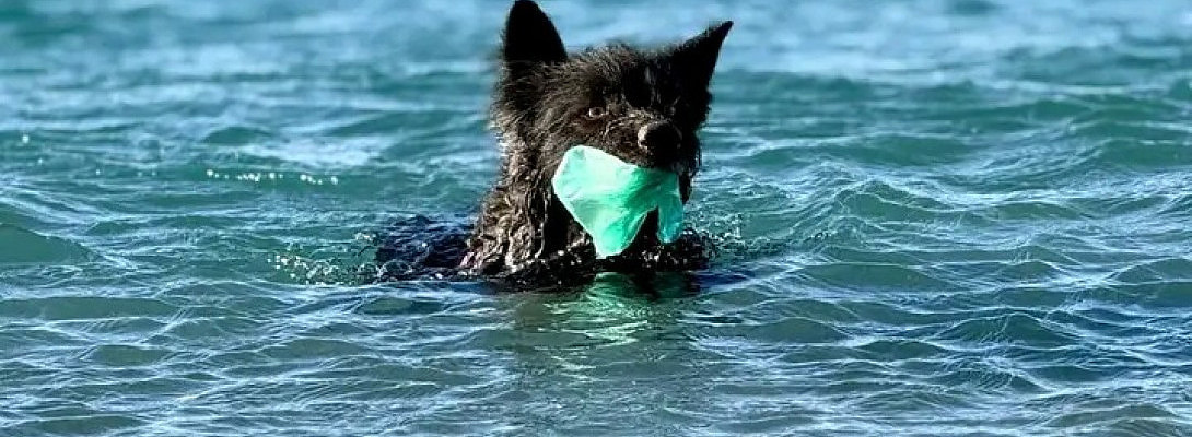 A Lesson from a Dog, a Hat and a Plastic Bag
