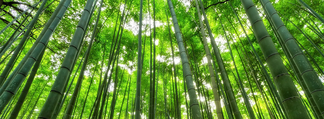Nurture Your Dream Like a Bamboo Tree!