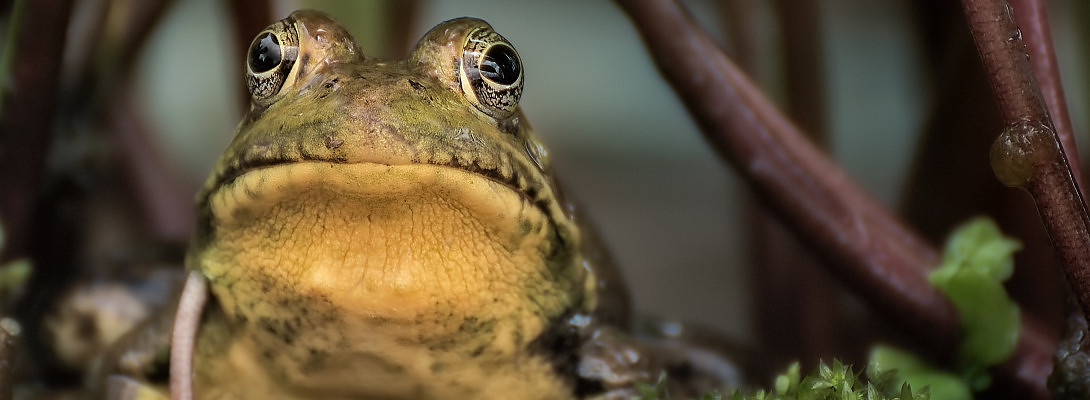 The Frog and the Geese