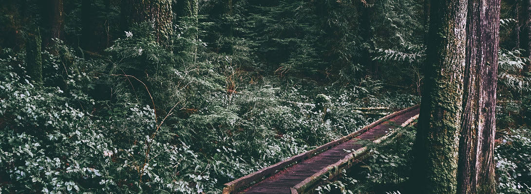 Lost in the Wilderness?