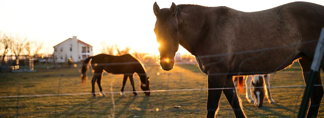Insights Into The Day-to-Day Life of a Rancher: Responsibilities, Benefits, and Challenges
