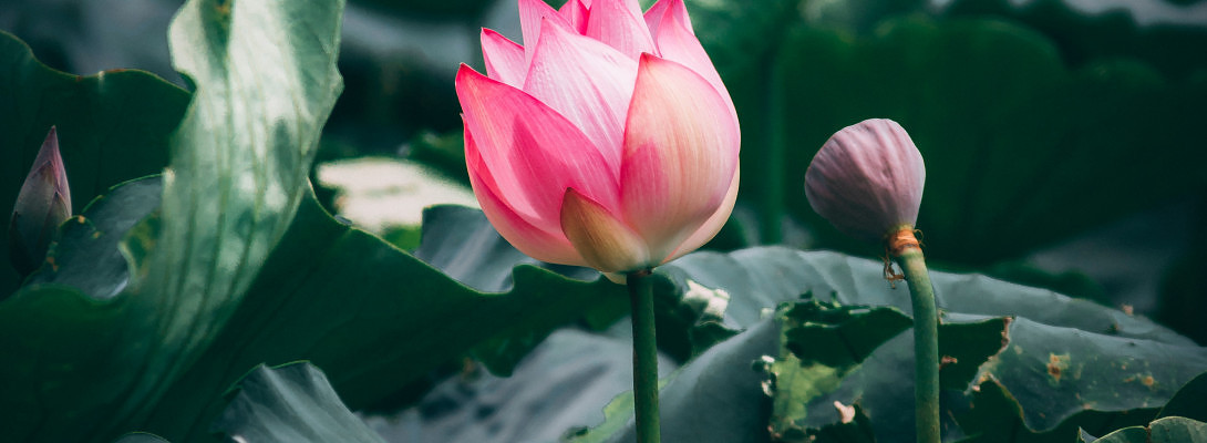 Rise and Rest as a Lotus Flower