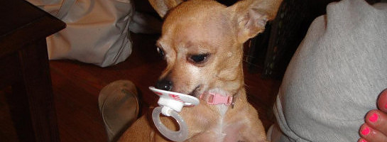 Pets Being Dumped Like Garbage