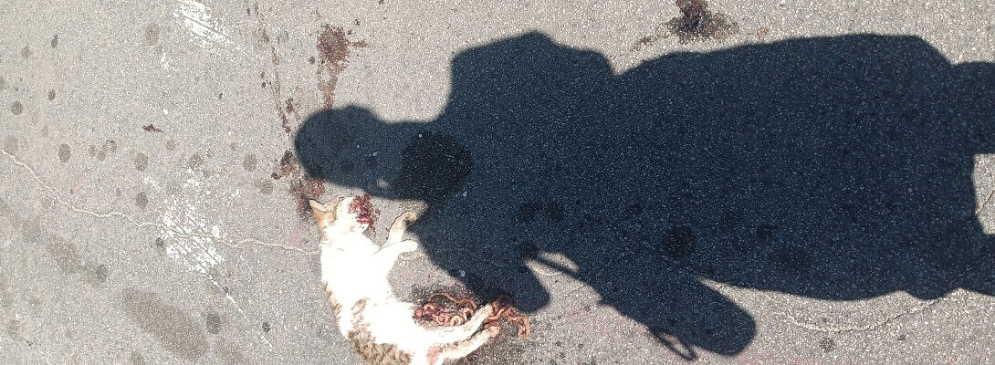 Still Kicking Status Post CoVid