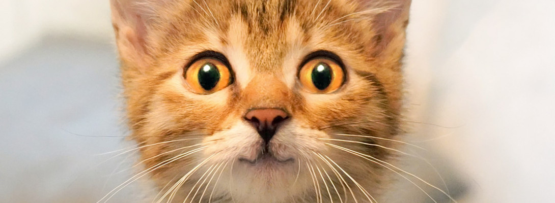 Binge Watching WA Premium Plus Classes