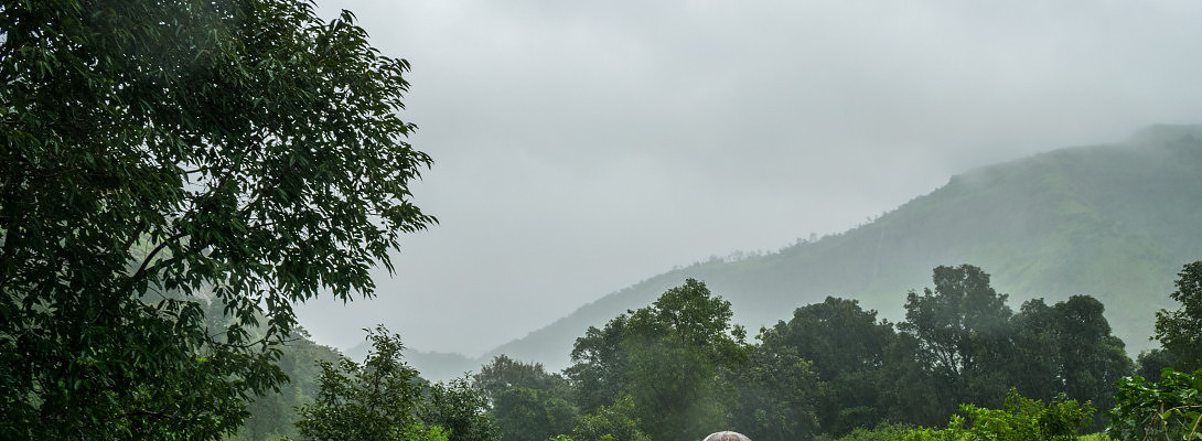 Rainy Seasons Beneficial for Growth