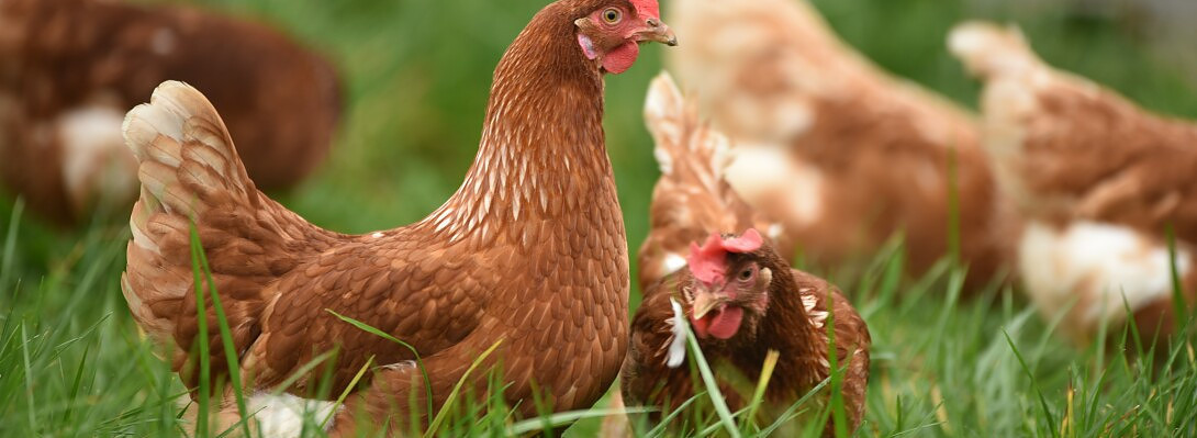 Click, Cluck
