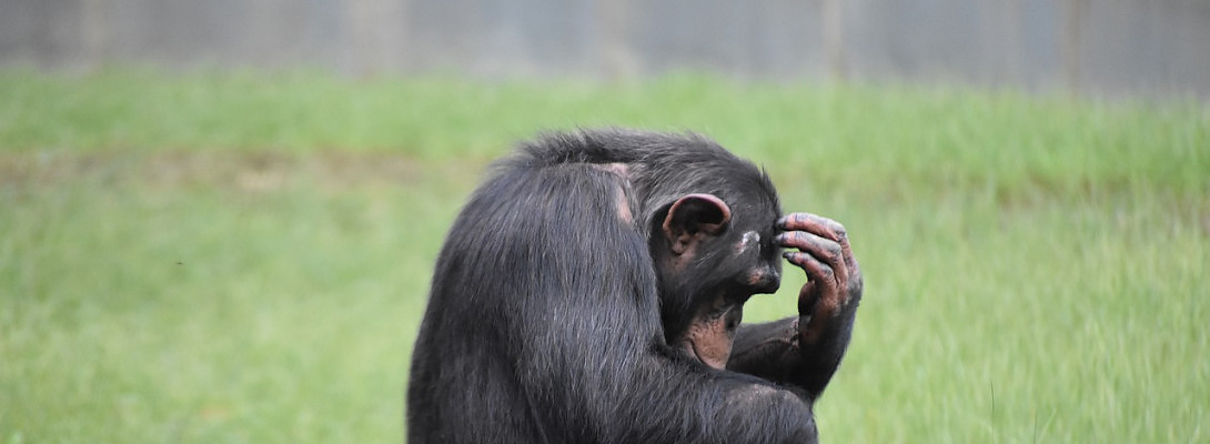 No Worries, I'm Just Walking the Talk