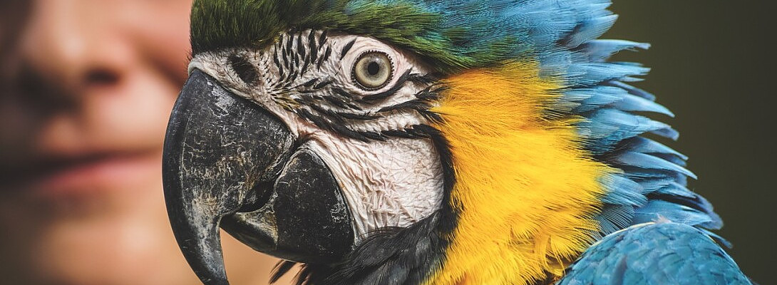 Artificial Intelligence Vs Parrot