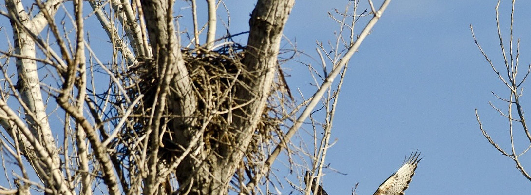 The Hawk, Natures Spirals, and the Wisdom in Our Body