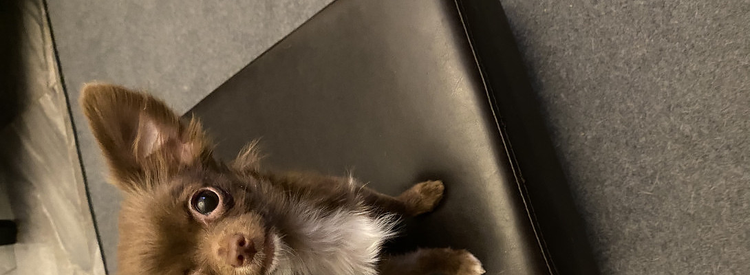 Mini buddy while I write content today