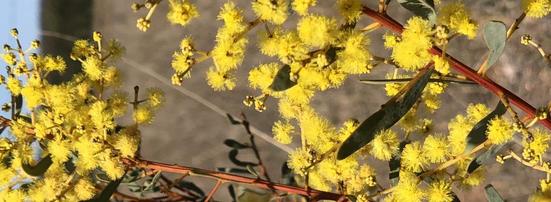 Atchooo ! Yay it’s Spring yahoo, atchoo the Wild Wattles are blooming