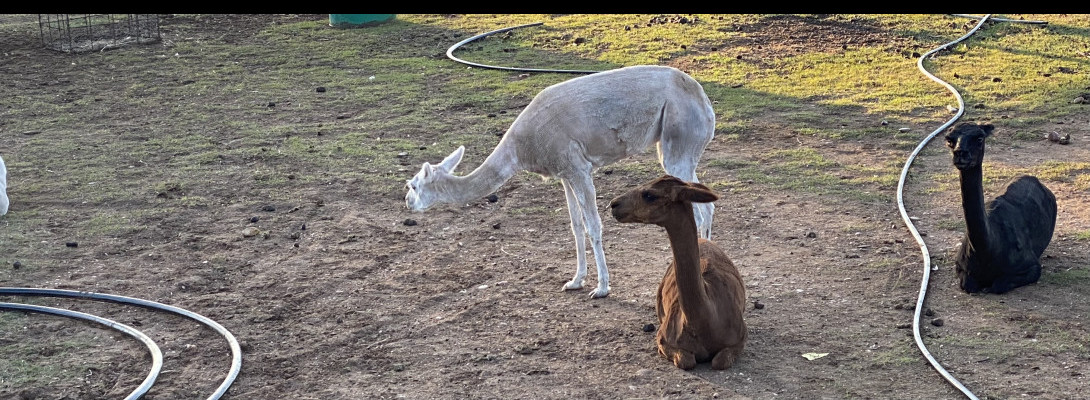 Busy day yesterday… Alpaca shearing time