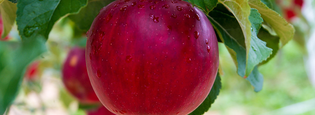 Low Hanging Fruit - Keyword Research