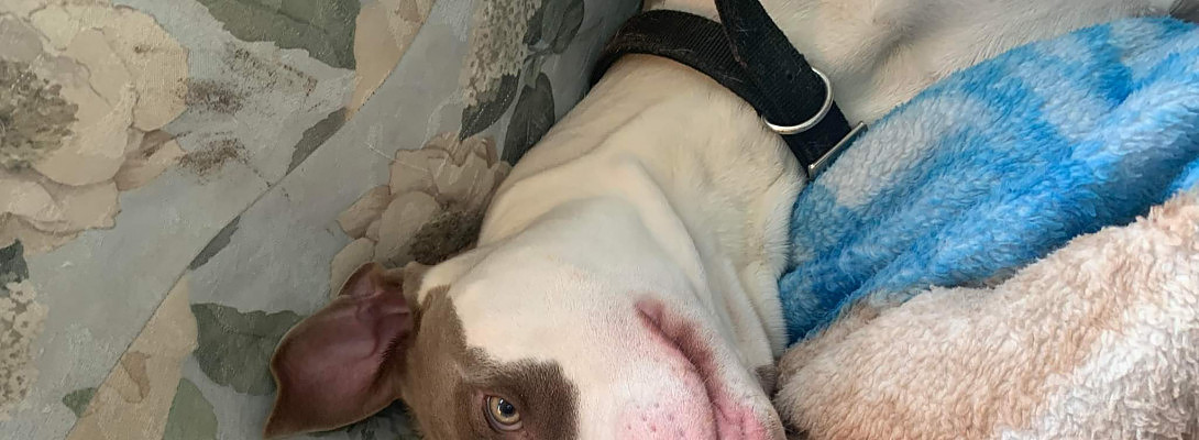 We lost the sweetest boy today.