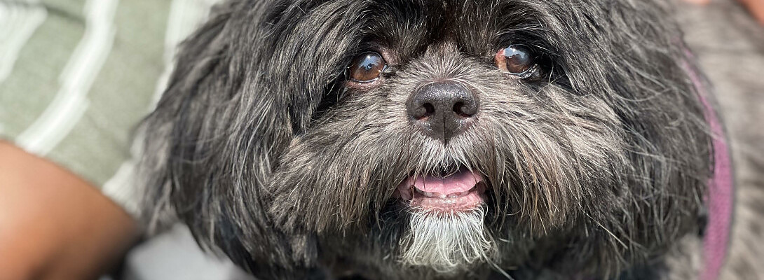 Teacher Diaries - Pets and Printables