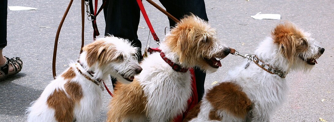 Make money walking dogs